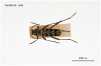 藏品(胸紋黑虎天牛)的圖片